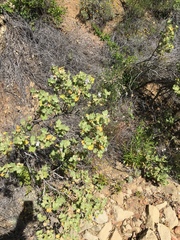 Malacothamnus lucianus