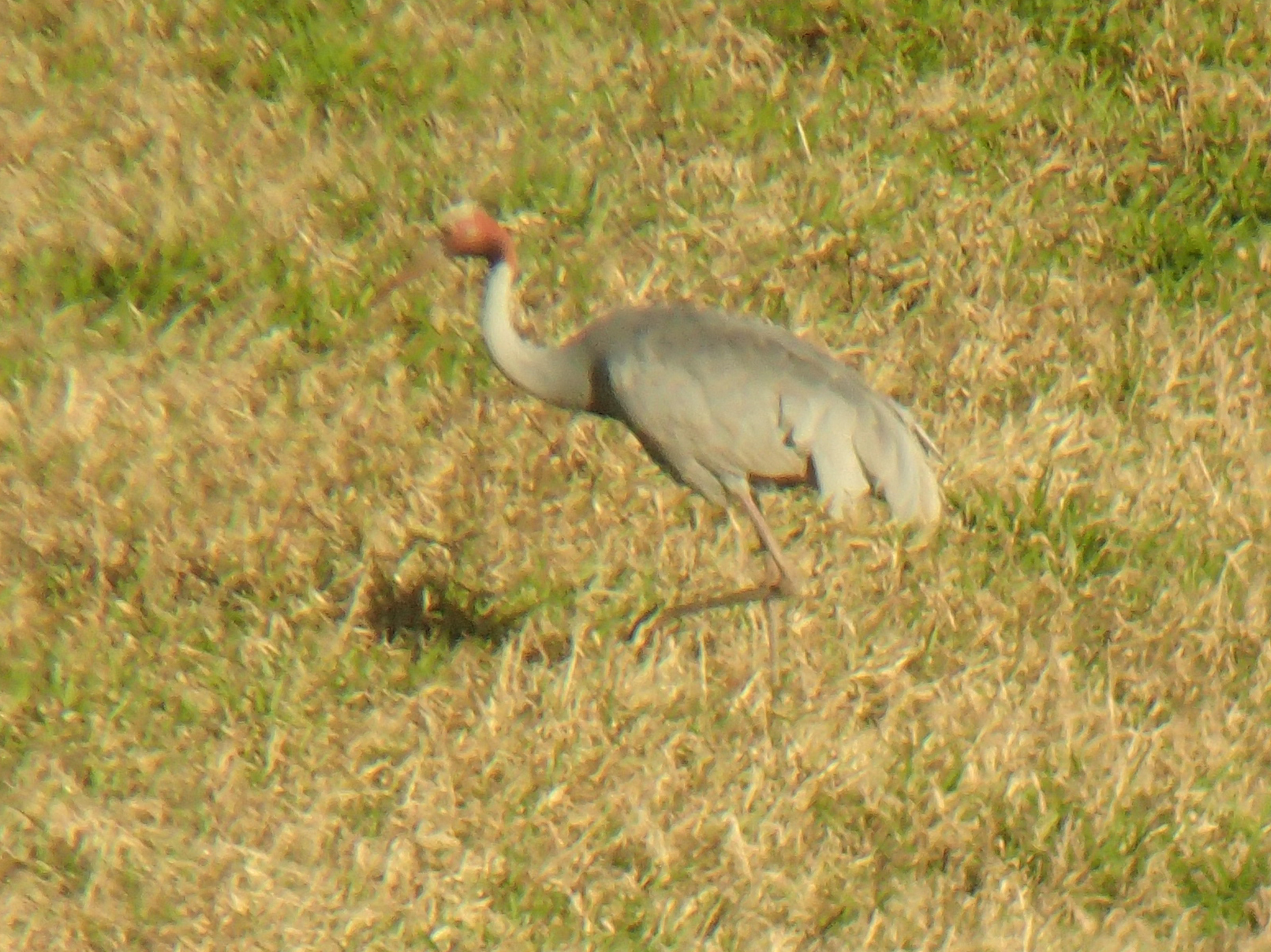 Sarus Crane