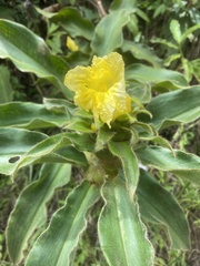 Costus villosissimus image