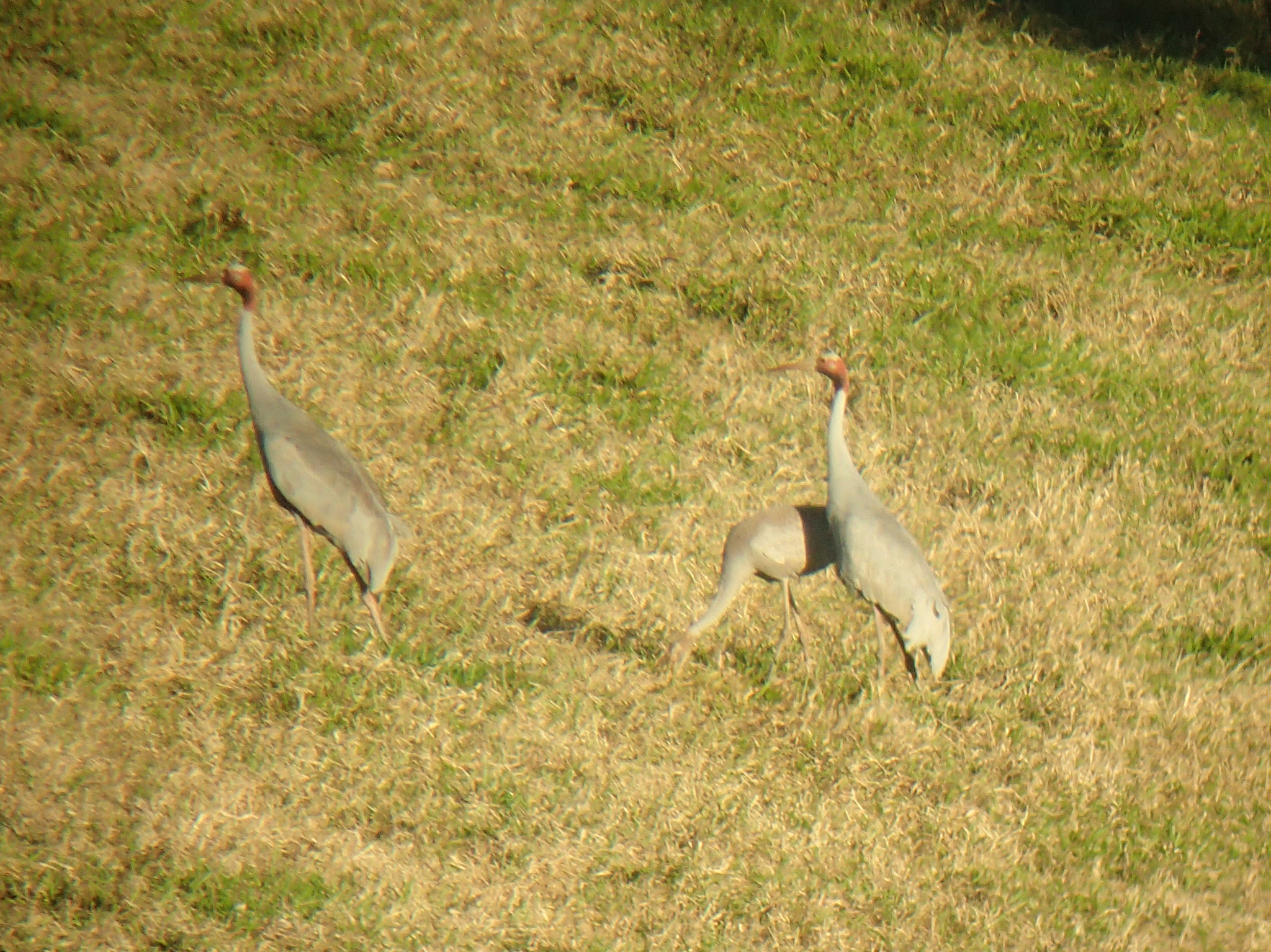 Sarus Crane