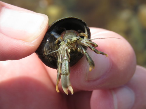 Long-claw Hermit Crab, photo 2 of 7