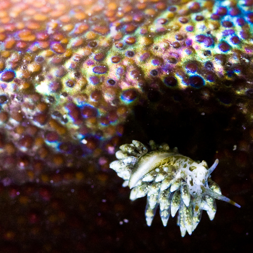 Eubranchus rustyus