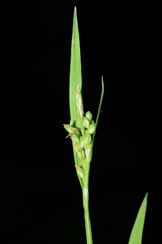 Image of Carex ormostachya by (c) Quinten Wiegersma, some rights reserved (CC BY)
