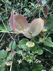 Smilax sebeana, photograph author not stated, no rights reserved