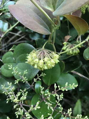 Smilax sebeana observed 2023-04-22