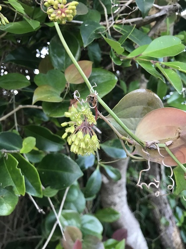 Smilax sebeana, photograph 2