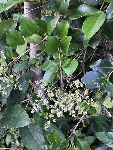 Image of Ligustrum japonicum by no rights reserved