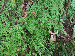 Adiantum atroviride