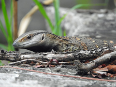 Varanus albigularis