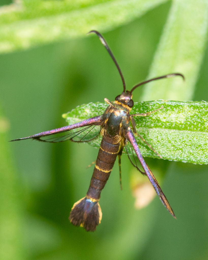 Ironweed Clearwing Moth from 2121 E Brand Rd, Garland, TX 75044, USA on ...