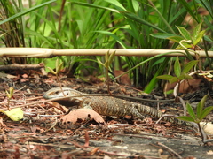 Varanus albigularis