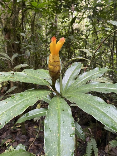 Costus wilsonii image