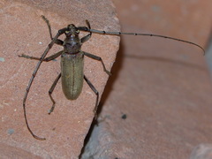Susuacanga stigmatica