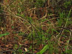 Varanus albigularis