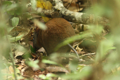 Hypsiprymnodon moschatus