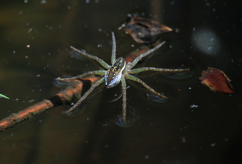 Six-spotted fishing spider