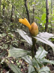 Costus wilsonii image