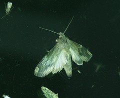 Image of Nystalea ebalea