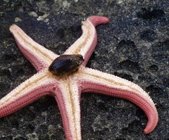 Stichaster striatus
