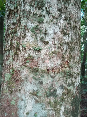 Stenocarpus sinuatus