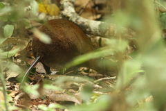 Hypsiprymnodon moschatus