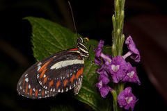 Heliconius atthis