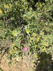 Malacothamnus lucianus