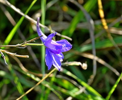 Delphinium peregrinum