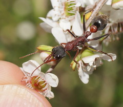 Myrmecia pulchra