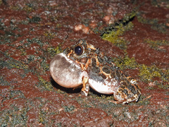 Tomopterna tuberculosa