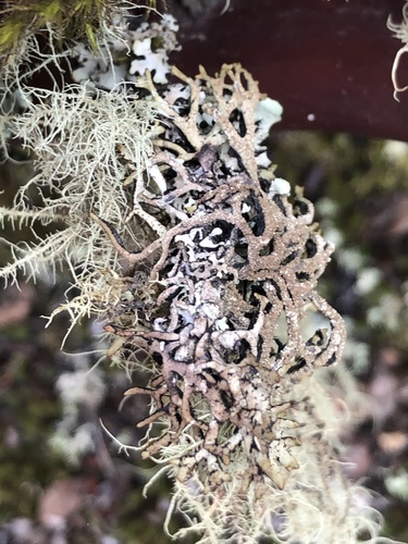 Hypogymnia schizidiata image