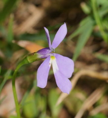 Lobelia beaugleholei