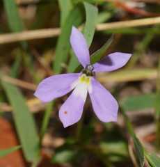 Lobelia beaugleholei