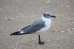 Leucophaeus atricilla