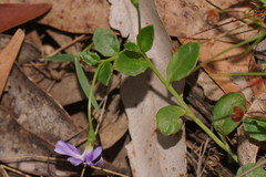 Lobelia beaugleholei