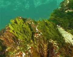 Dictyota kunthii