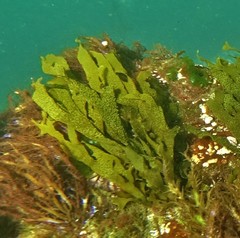 Dictyota kunthii