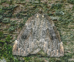 Spodolepis substriataria