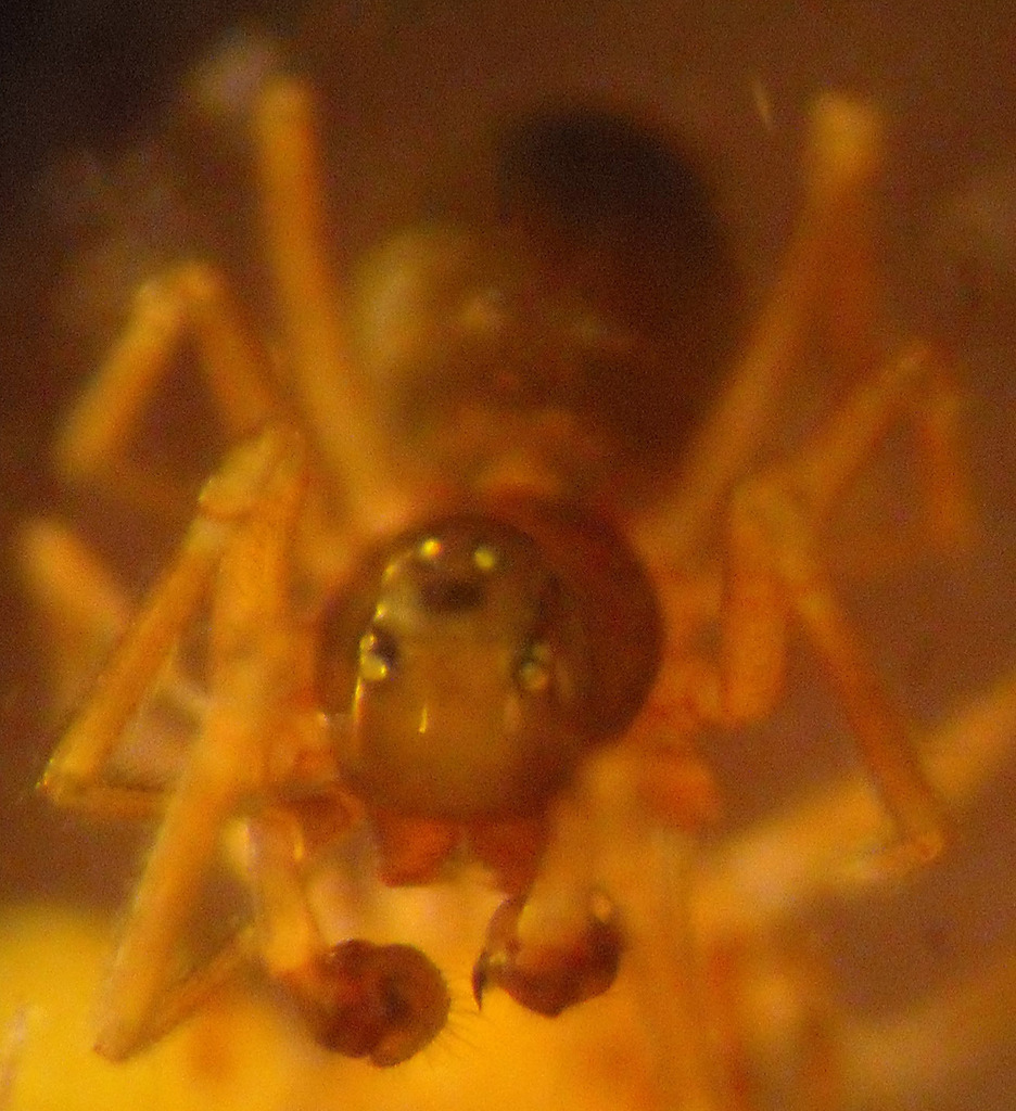 Scotinotylus columbia