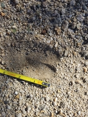 Odocoileus hemionus eremicus