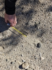 Odocoileus hemionus eremicus