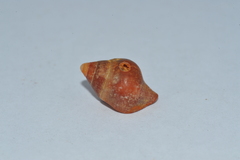 Leucozonia leucozonalis