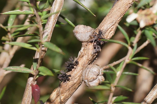 Septobasidium clelandii image