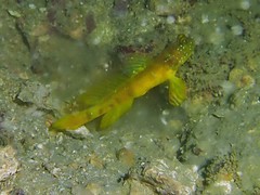 Cryptocentrus sericus