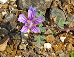 Malva punctata
