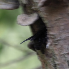 Xylocopa