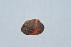 Barbatia domingensis