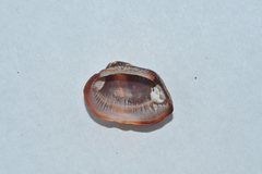Barbatia domingensis