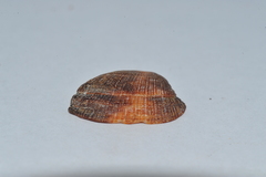 Barbatia domingensis