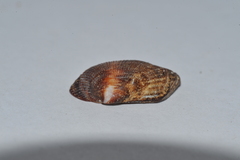 Barbatia domingensis